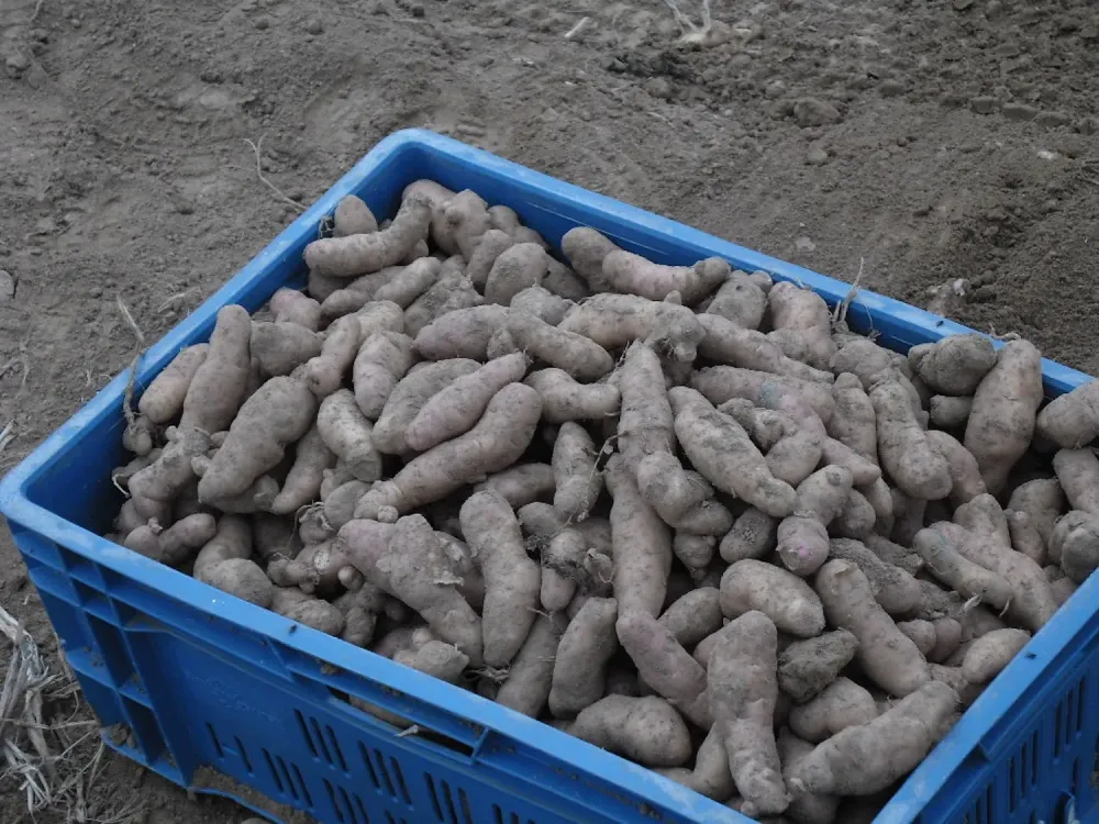 Plantations à Gembloux